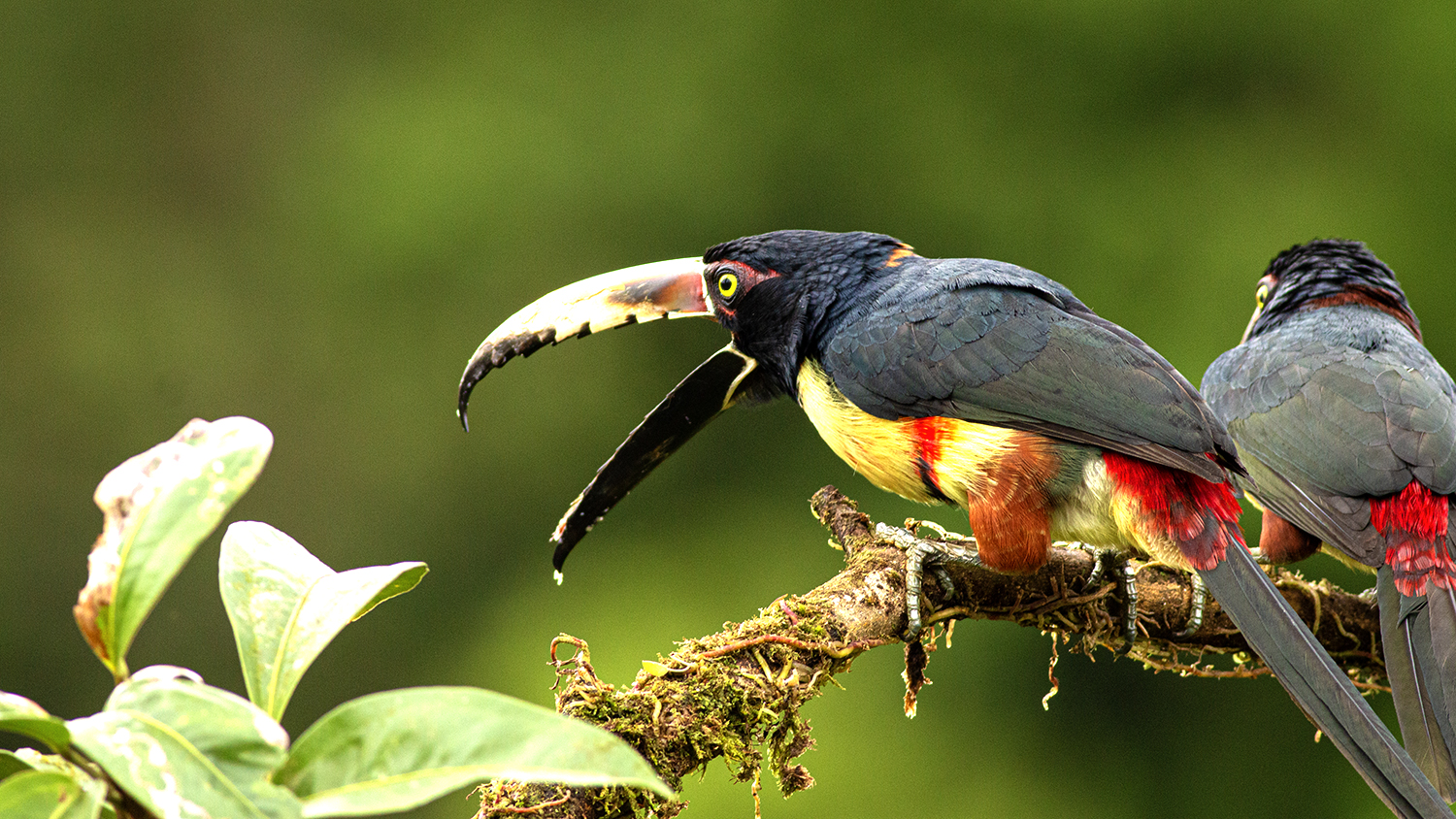 Collared Aracari
